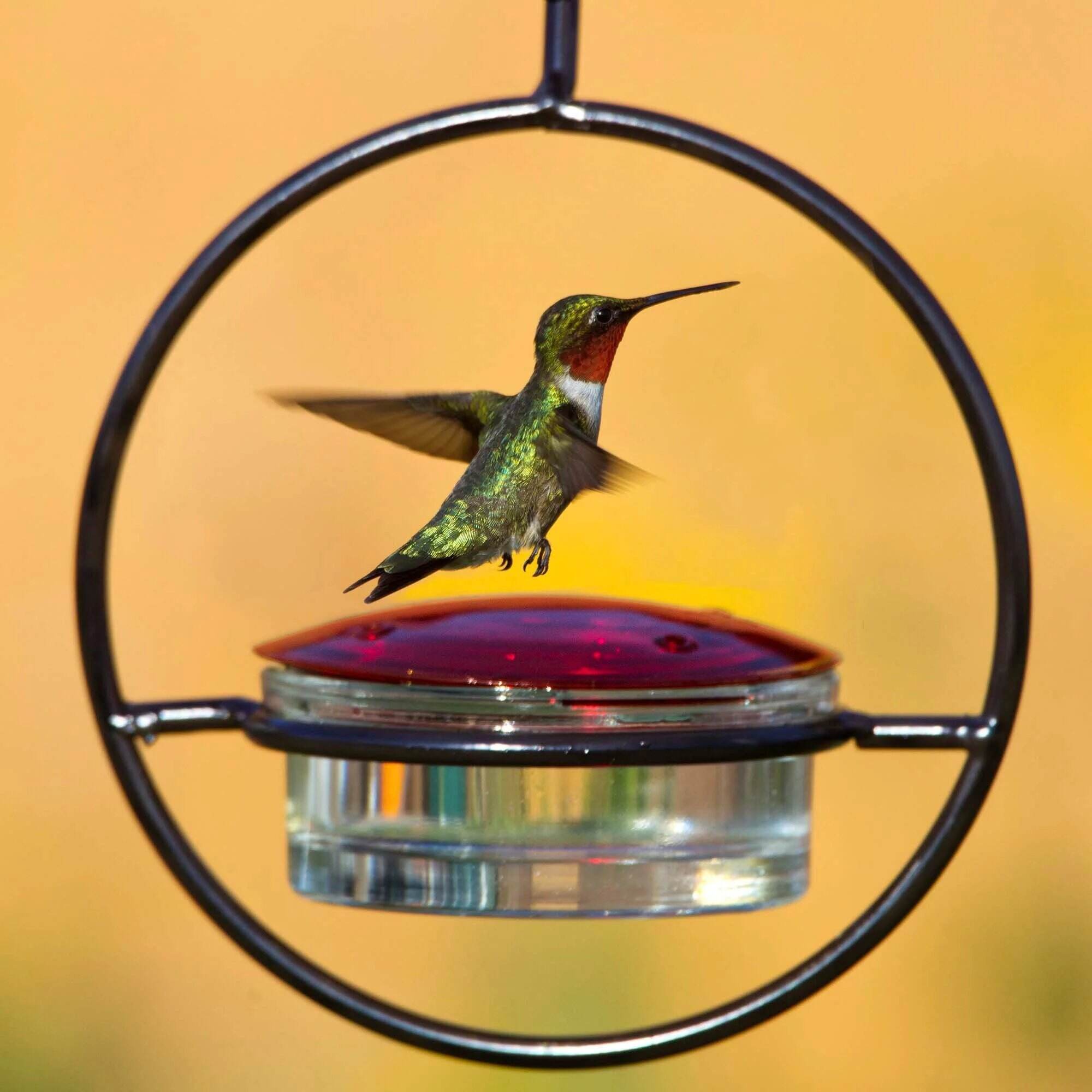 🎉Summer Promotion 49% OFF🐣Hummble Slim Hummingbird Feeder - Enjoy the fun⭐️