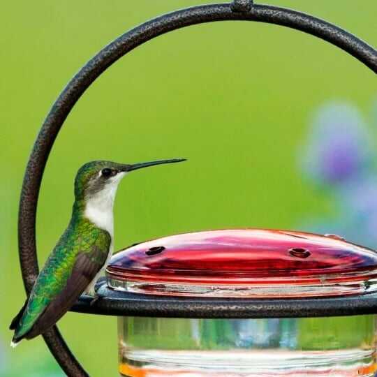 🎉Summer Promotion 49% OFF🐣Hummble Slim Hummingbird Feeder - Enjoy the fun⭐️